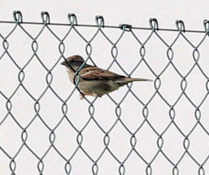 House Sparrow - Kernan Bell