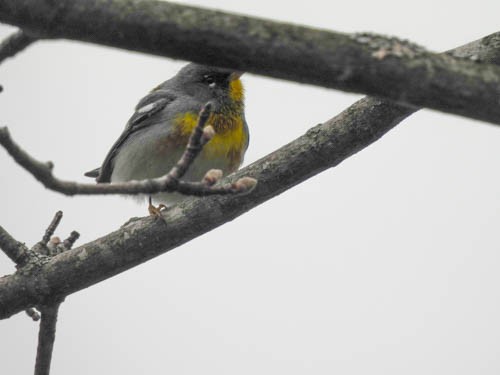 Northern Parula - Julie Perrin