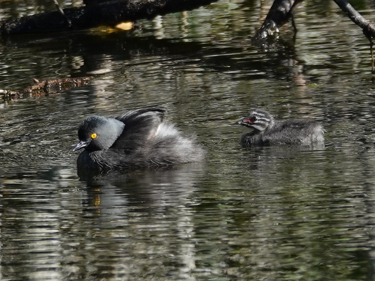 Least Grebe - Barry Reed