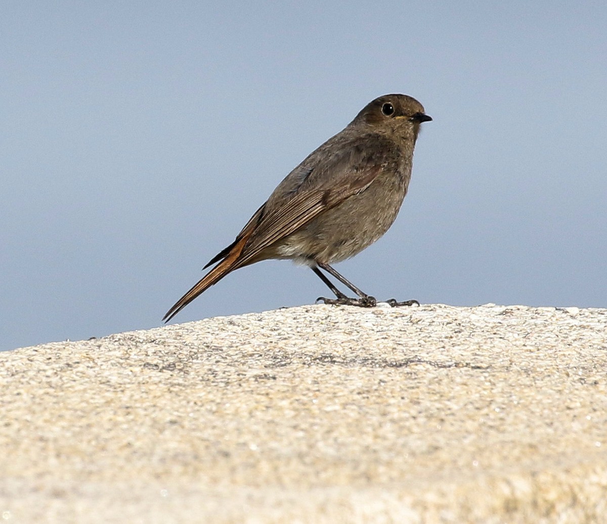 Black Redstart - ML618235125