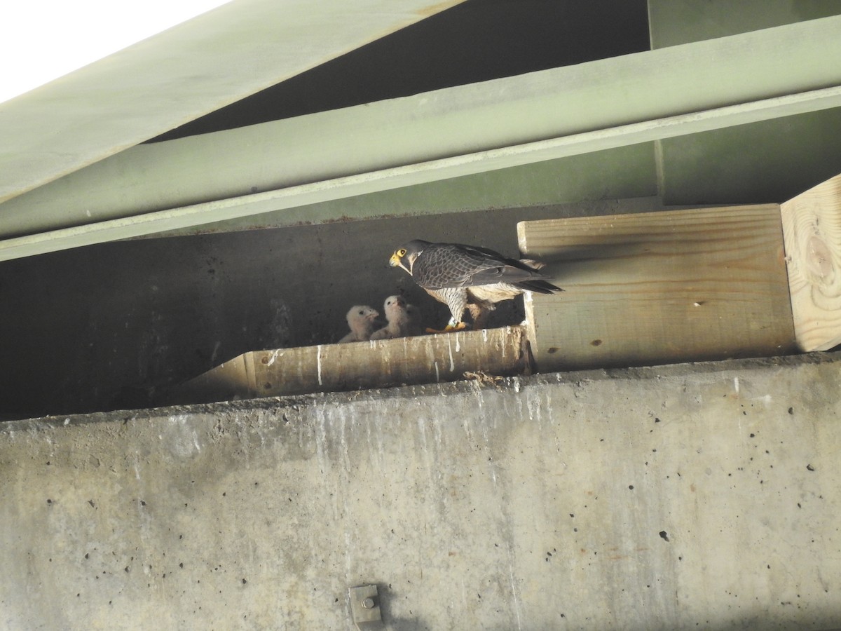 Peregrine Falcon - Laura Mae