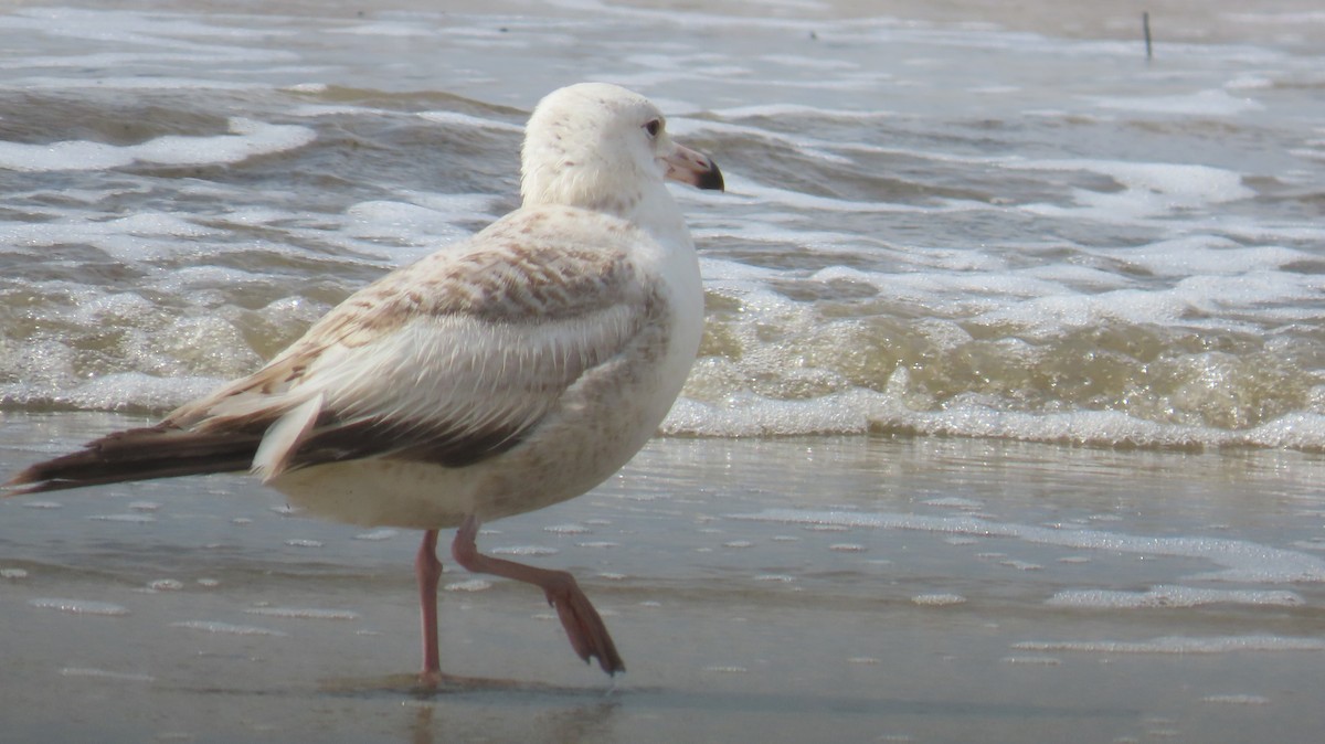 Herring Gull - ML618235137