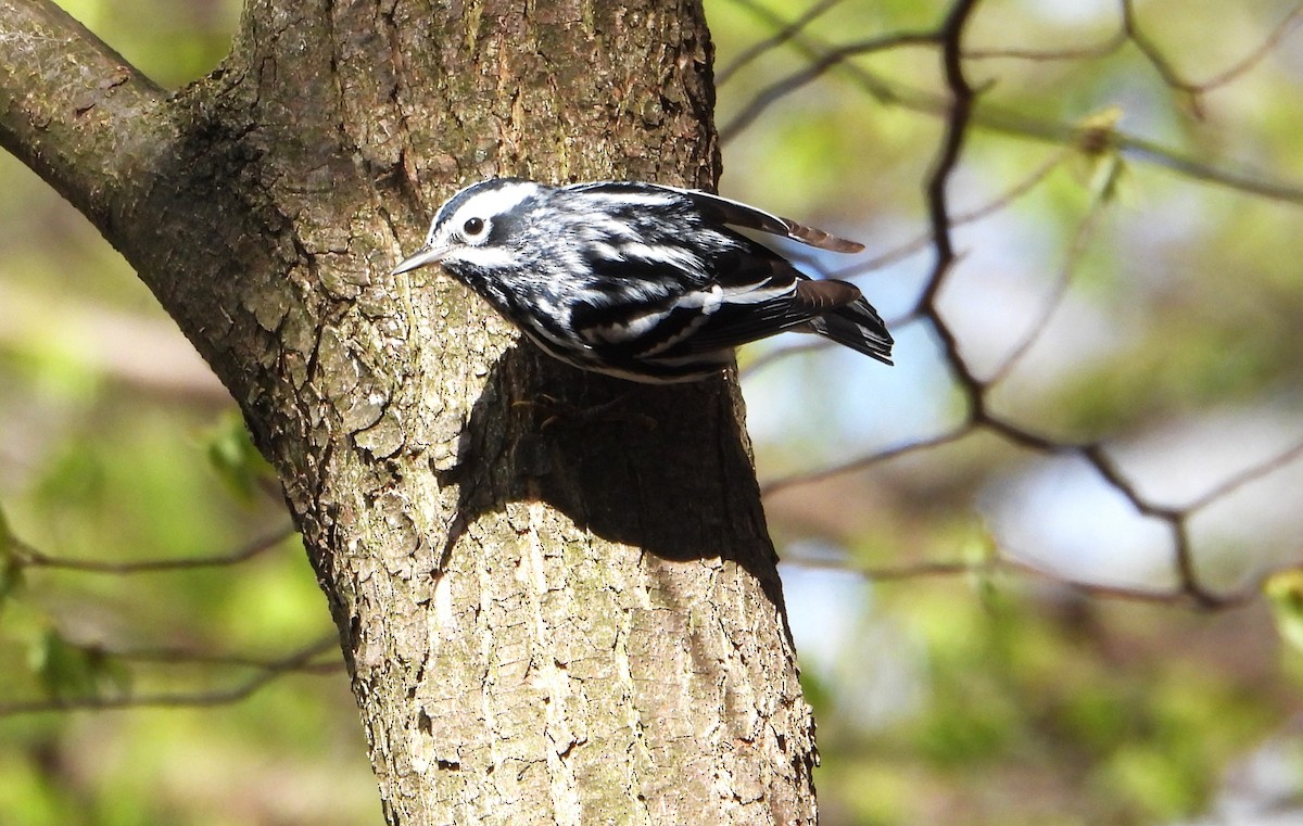 Black-and-white Warbler - ML618235140