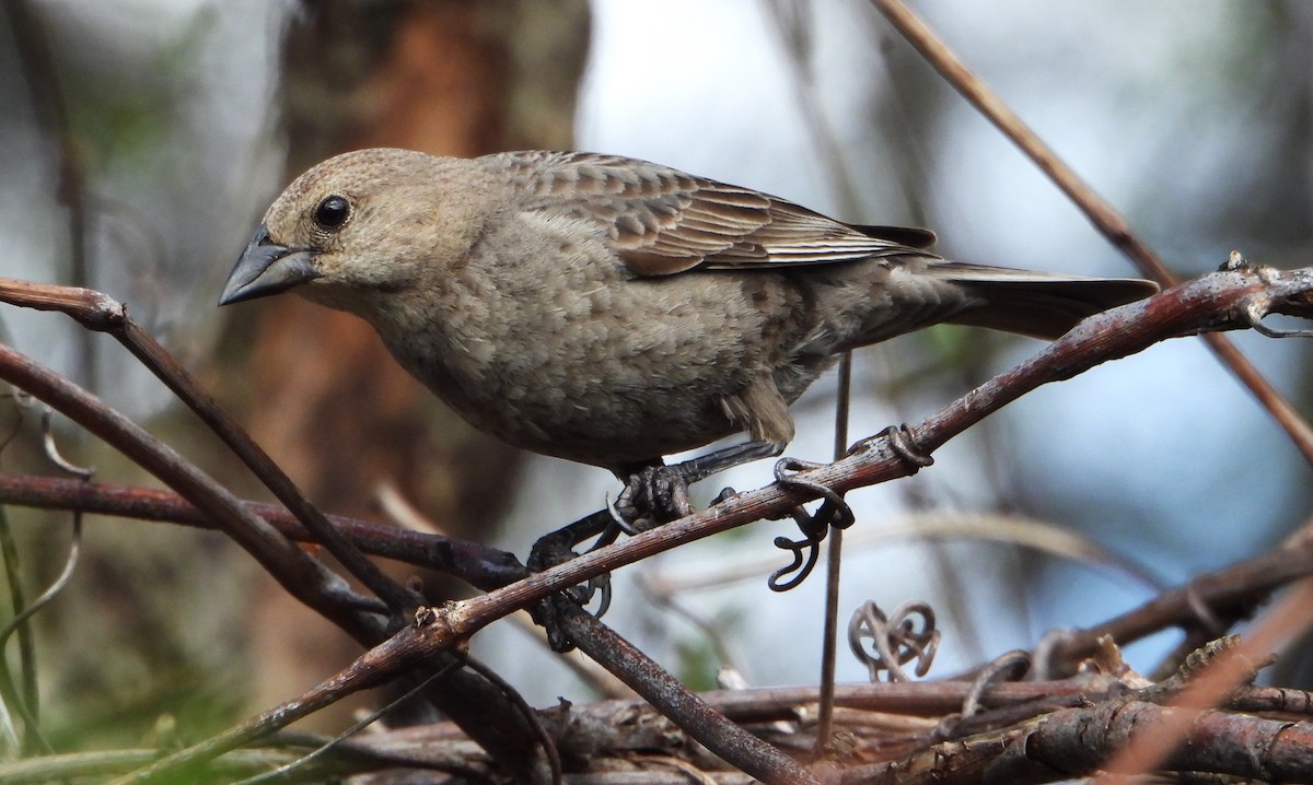 Brown-headed Cowbird - ML618235165