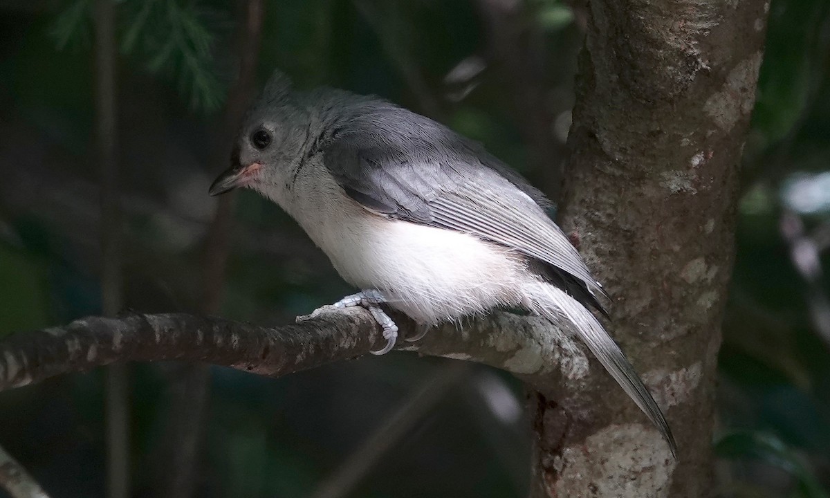 Tufted Titmouse - Jane Mann