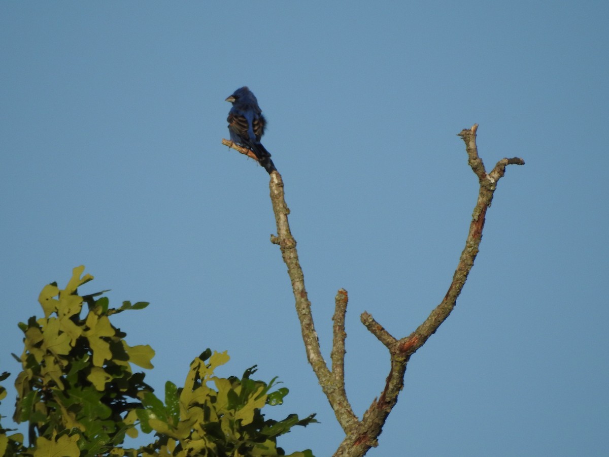 Blue Grosbeak - Carol Morgan