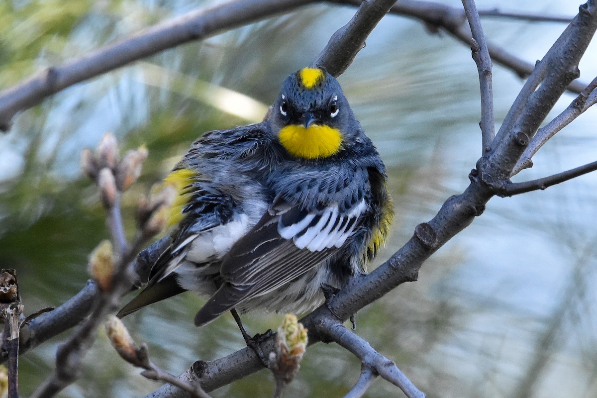 Yellow-rumped Warbler - Lawrence Grennan