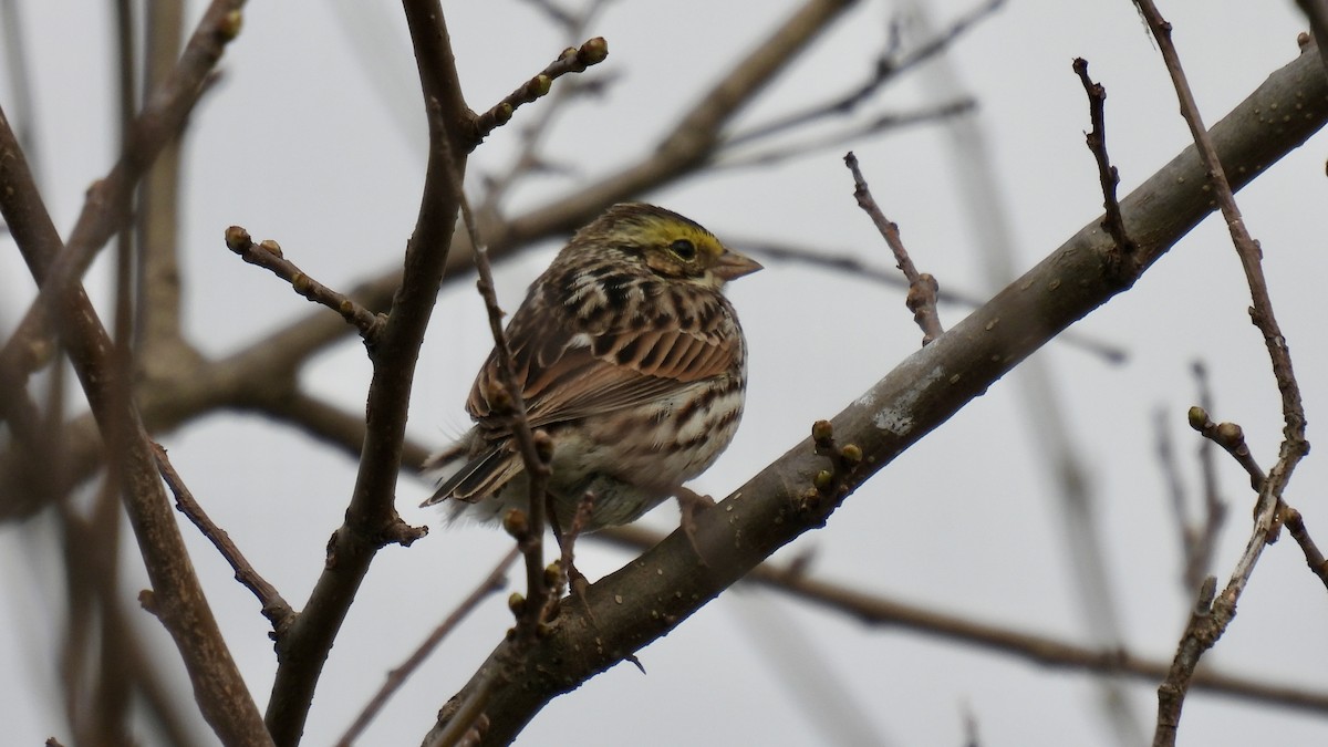 Savannah Sparrow - Keith Eric Costley