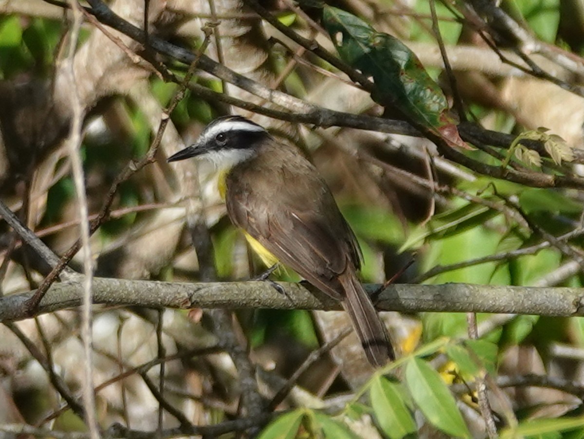 Lesser Kiskadee - Barry Reed