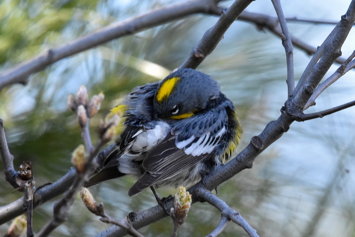 Yellow-rumped Warbler - Lawrence Grennan