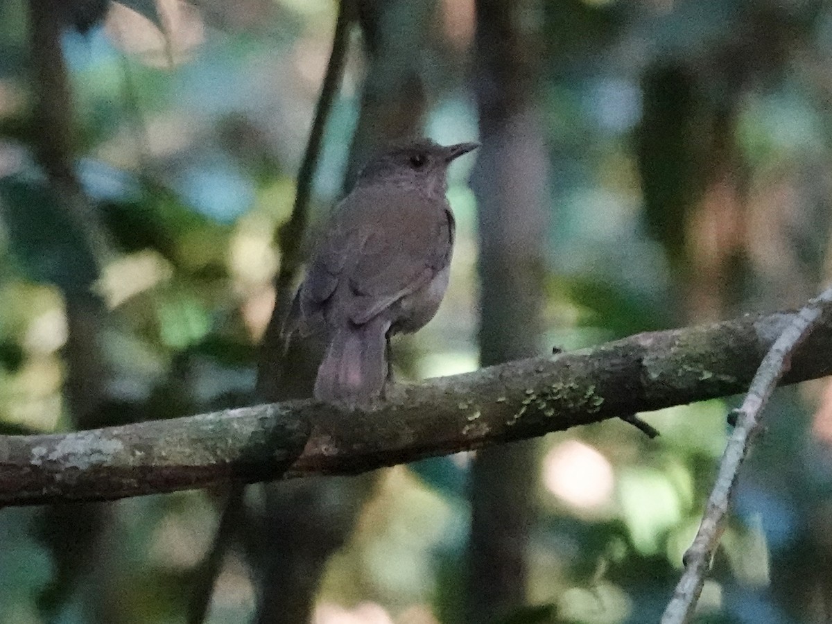 Pale-breasted Thrush - ML618235239