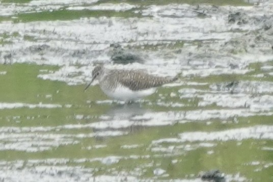 Solitary Sandpiper - ML618235245