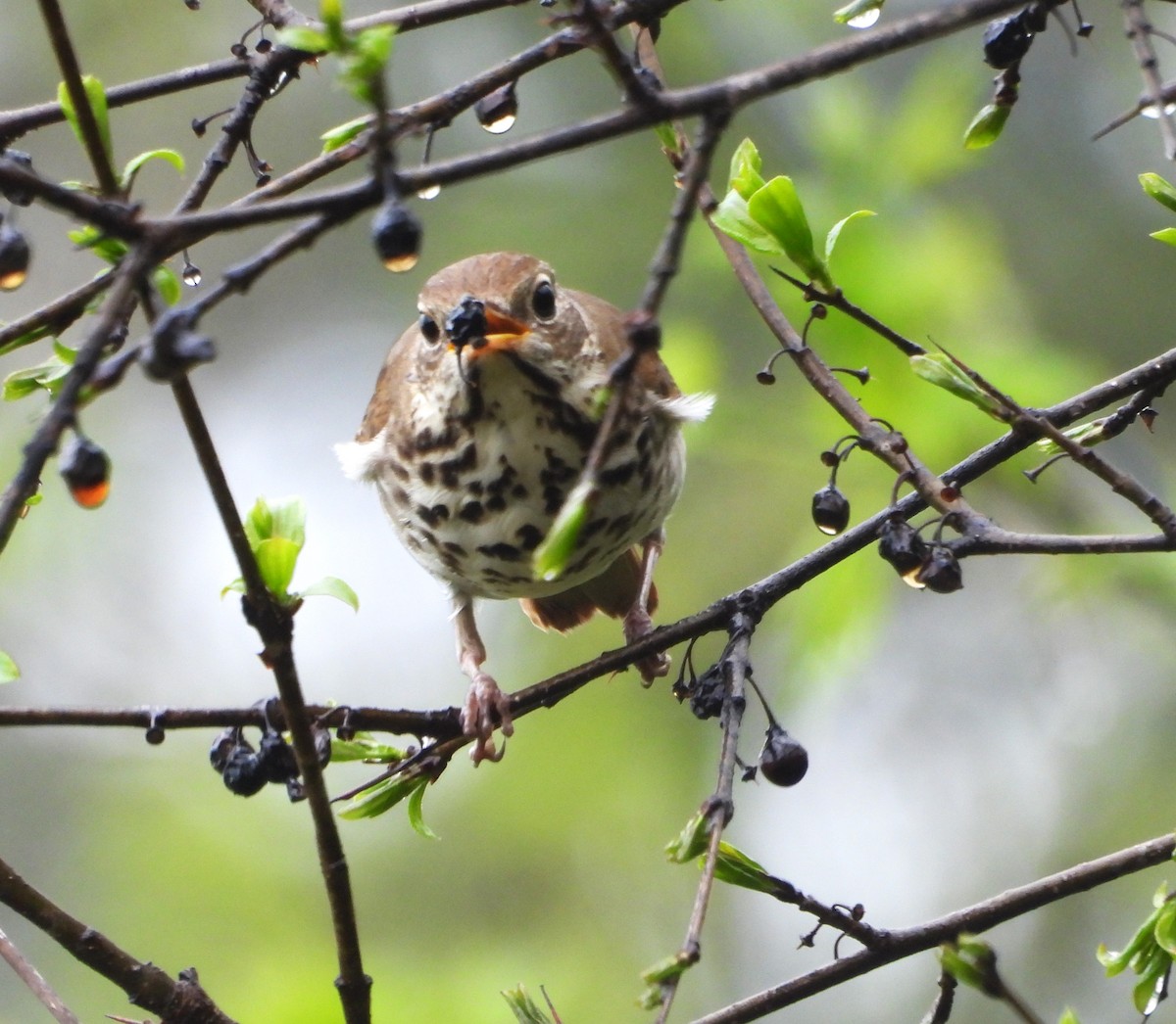 Hermit Thrush - Kieran Dykstra