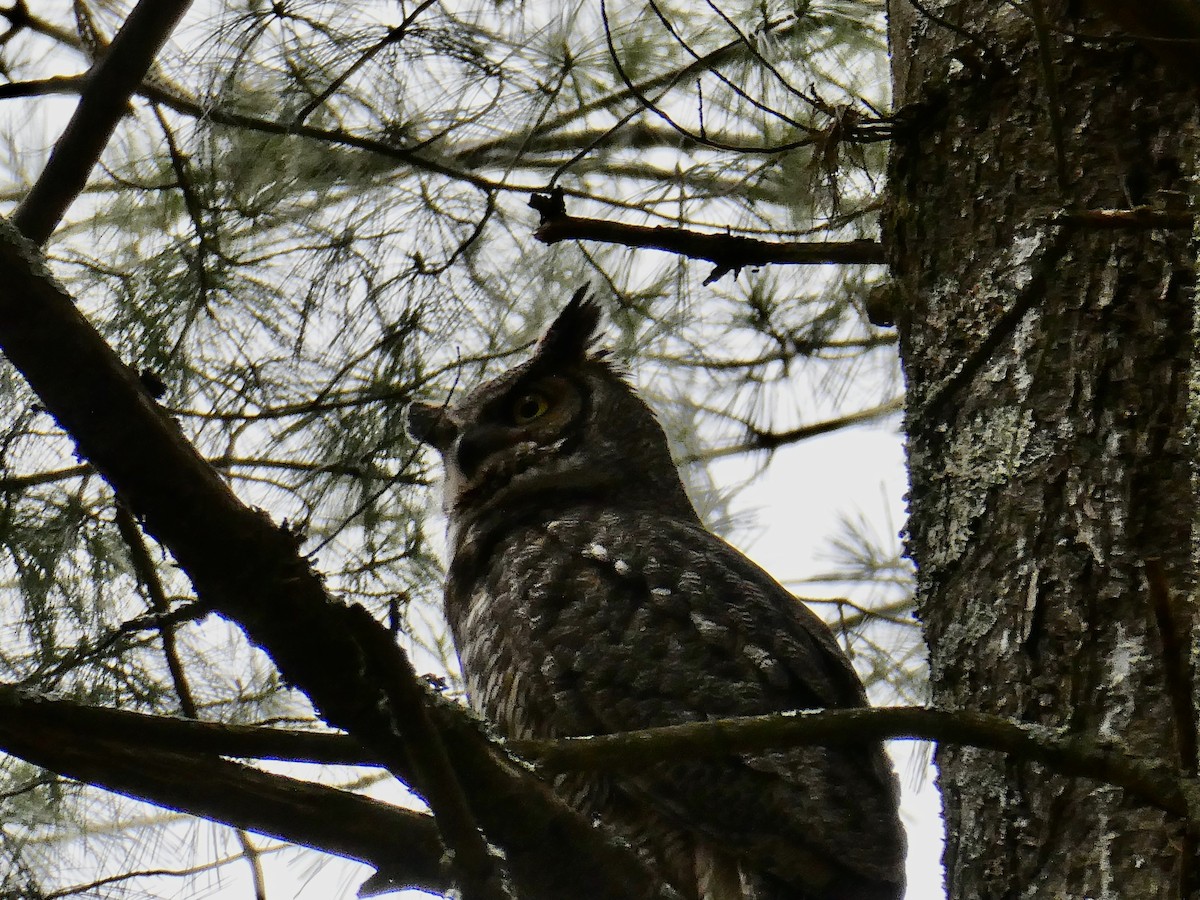 Great Horned Owl - ML618235327