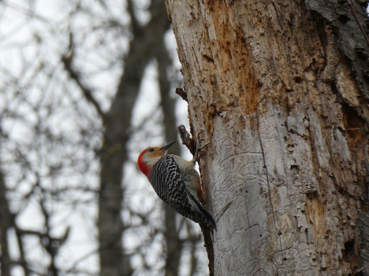 Red-bellied Woodpecker - ML618235334