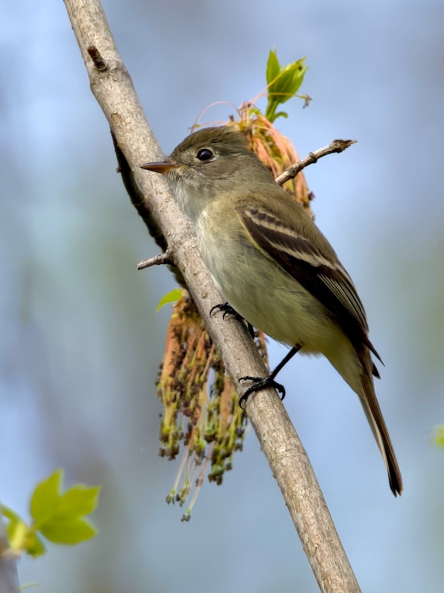 Least Flycatcher - ML618235338