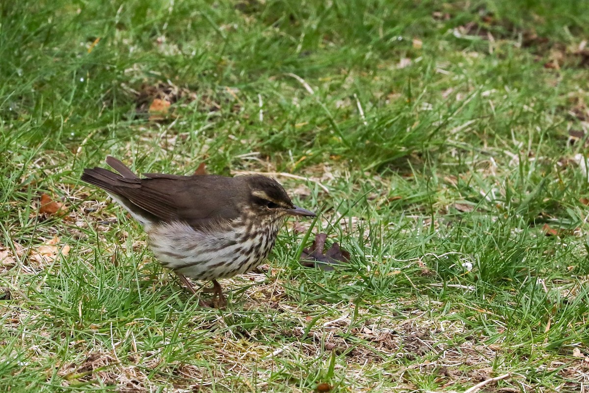 Northern Waterthrush - ML618235352