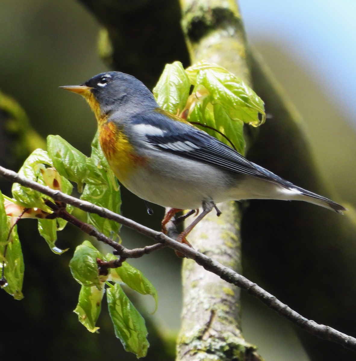 Northern Parula - Kieran Dykstra