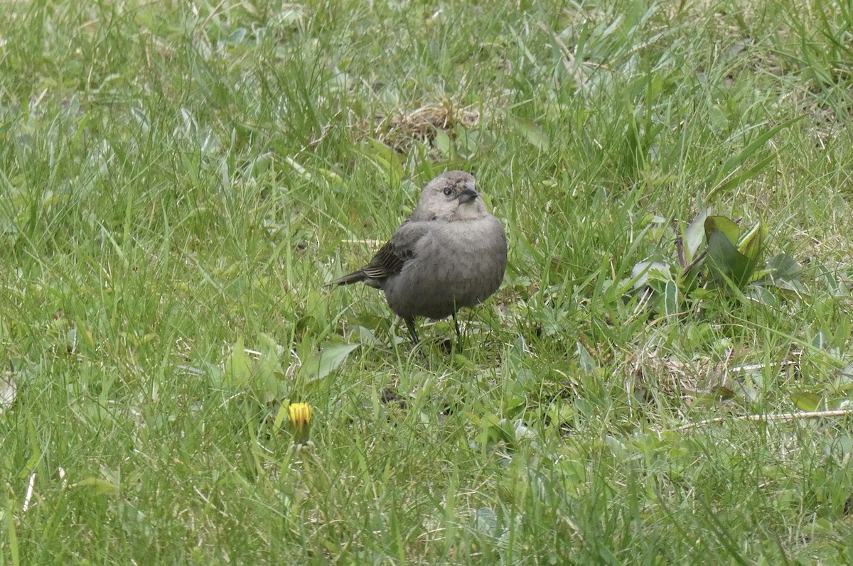 Brown-headed Cowbird - ML618235363