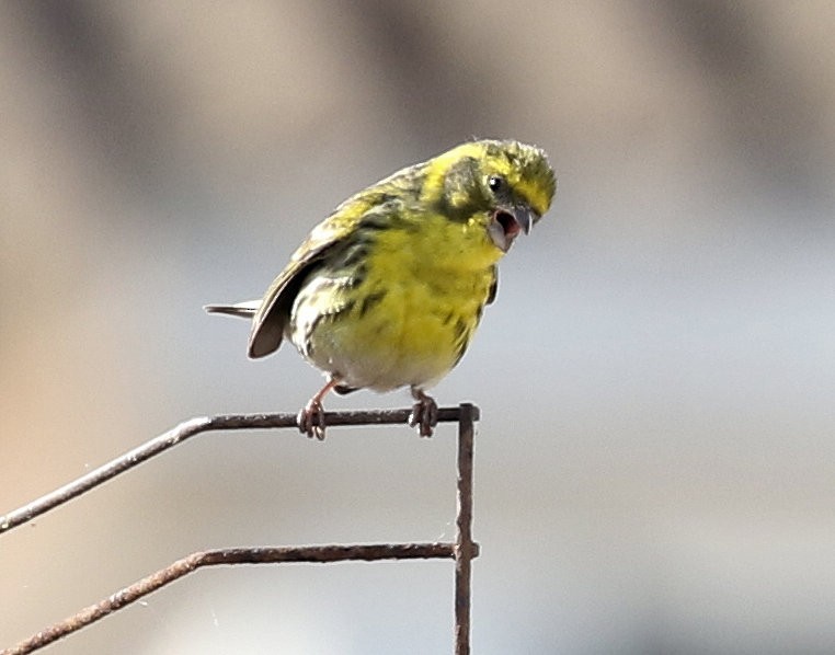 European Serin - ML618235370