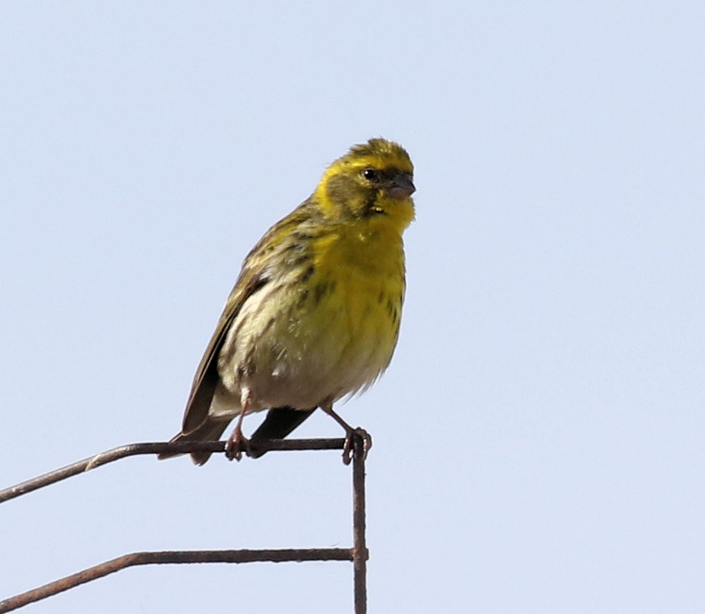 European Serin - ML618235371