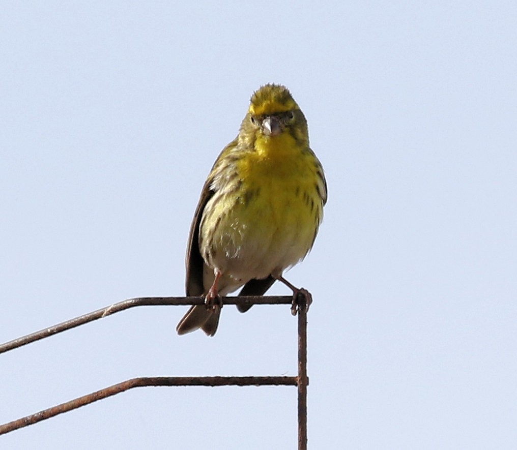 European Serin - ML618235372