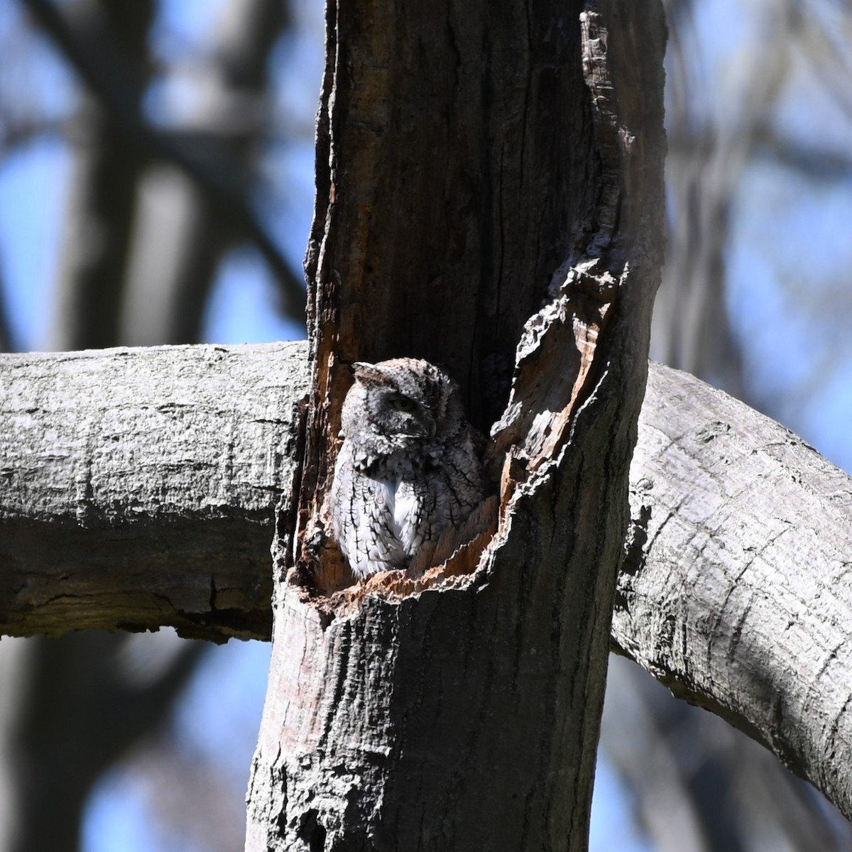 Eastern Screech-Owl - Andrew Campbell