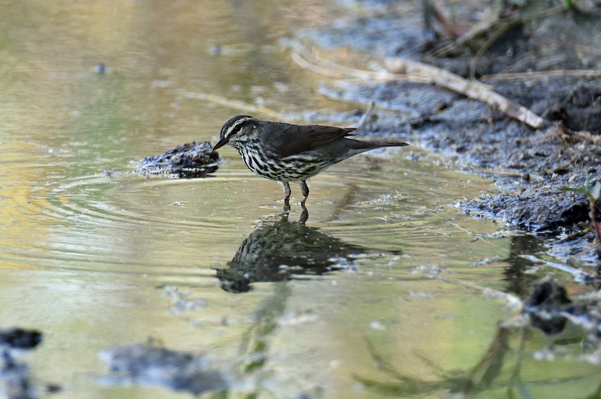 Northern Waterthrush - Rich Schwab