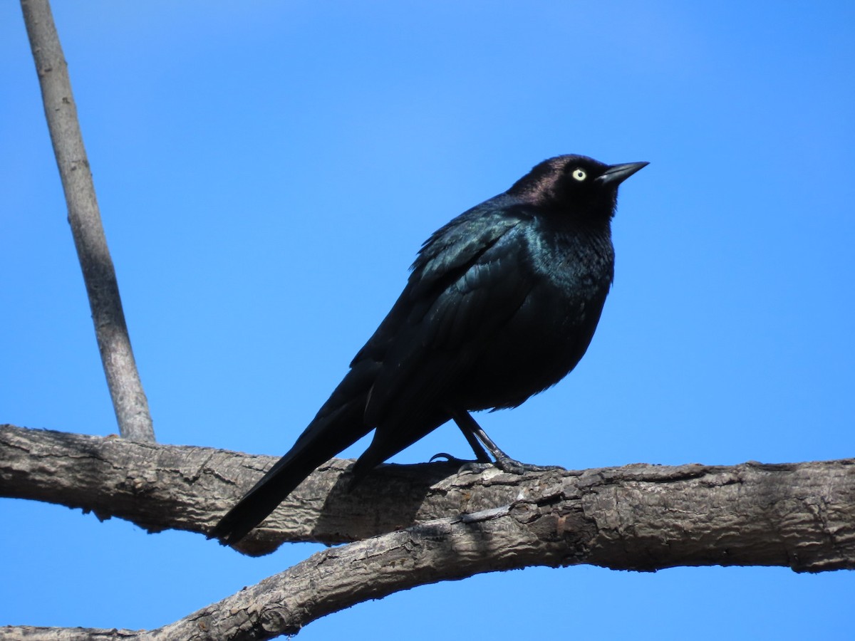 Brewer's Blackbird - Robert (Bob) Richards