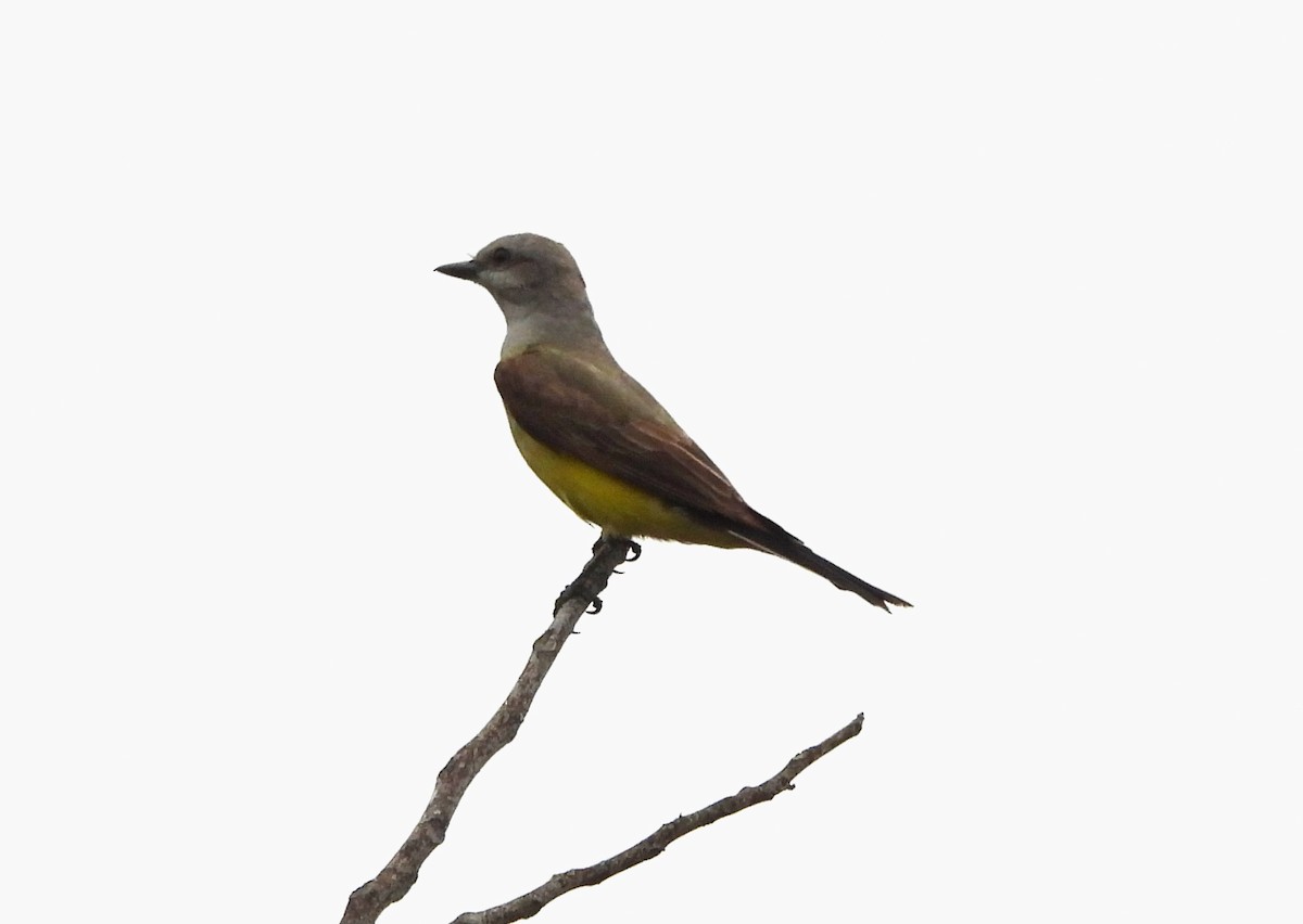 Western Kingbird - Sharon Wilcox