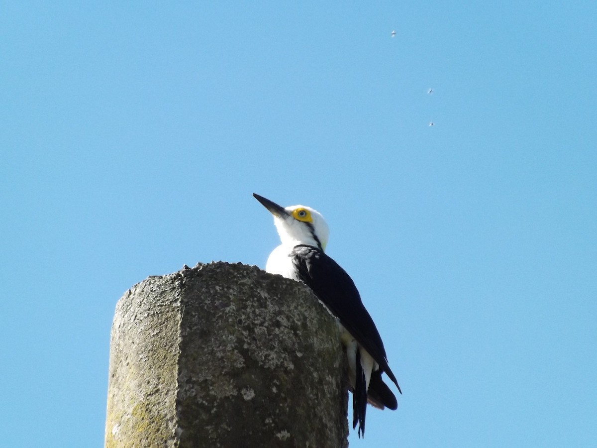 White Woodpecker - Vinícius Rodrigues