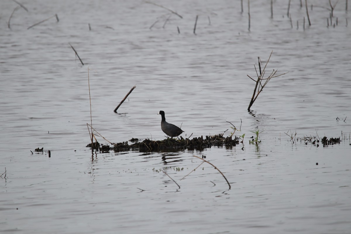 American Coot - ML618235403