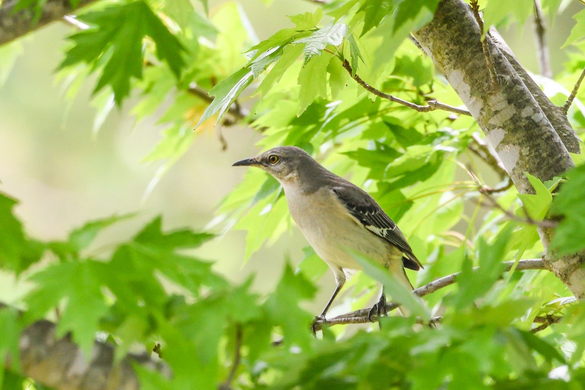 Northern Mockingbird - Beth and Dan Fedorko