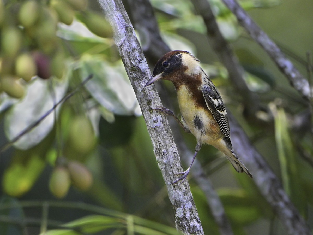 Bay-breasted Warbler - Carlos Echeverría