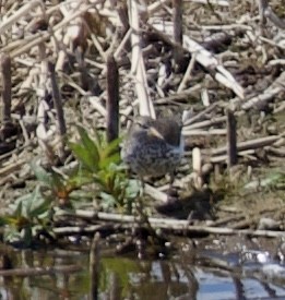 Spotted Sandpiper - ML618235433