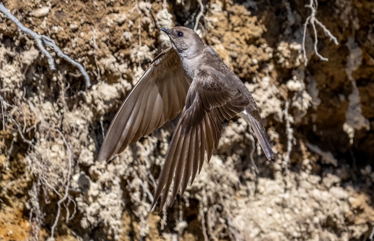 Northern Rough-winged Swallow - Jim Carroll