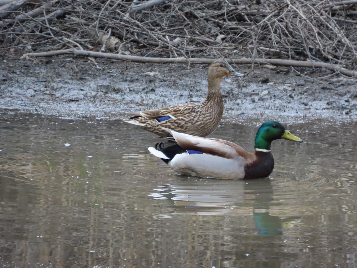 Mallard - Robert (Bob) Richards