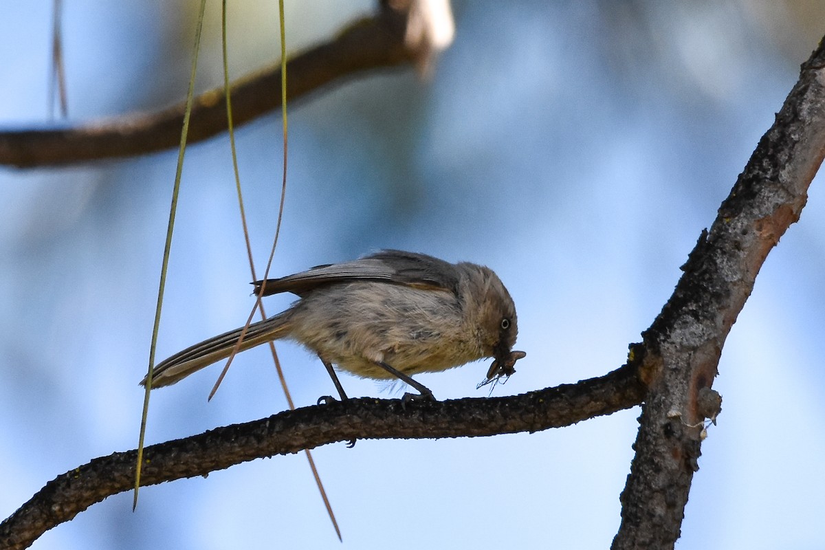 Bushtit - Lawrence Grennan