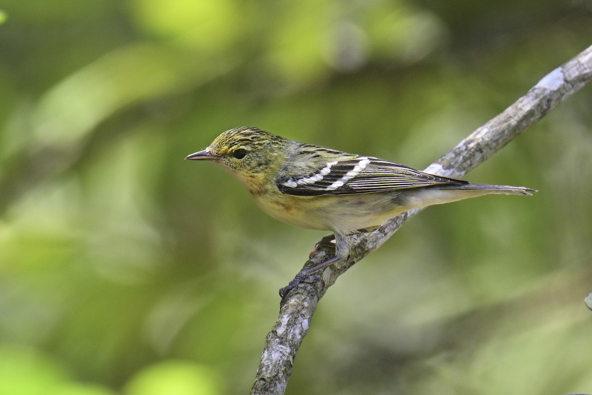 Bay-breasted Warbler - Carlos Echeverría