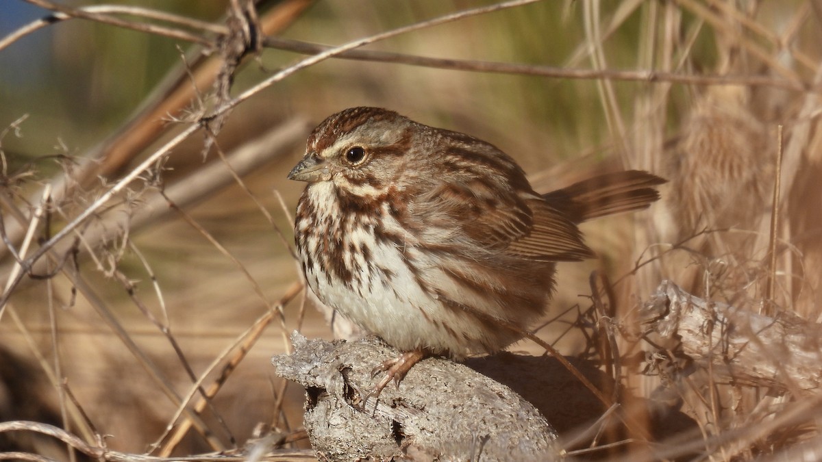 Song Sparrow - Keith Eric Costley