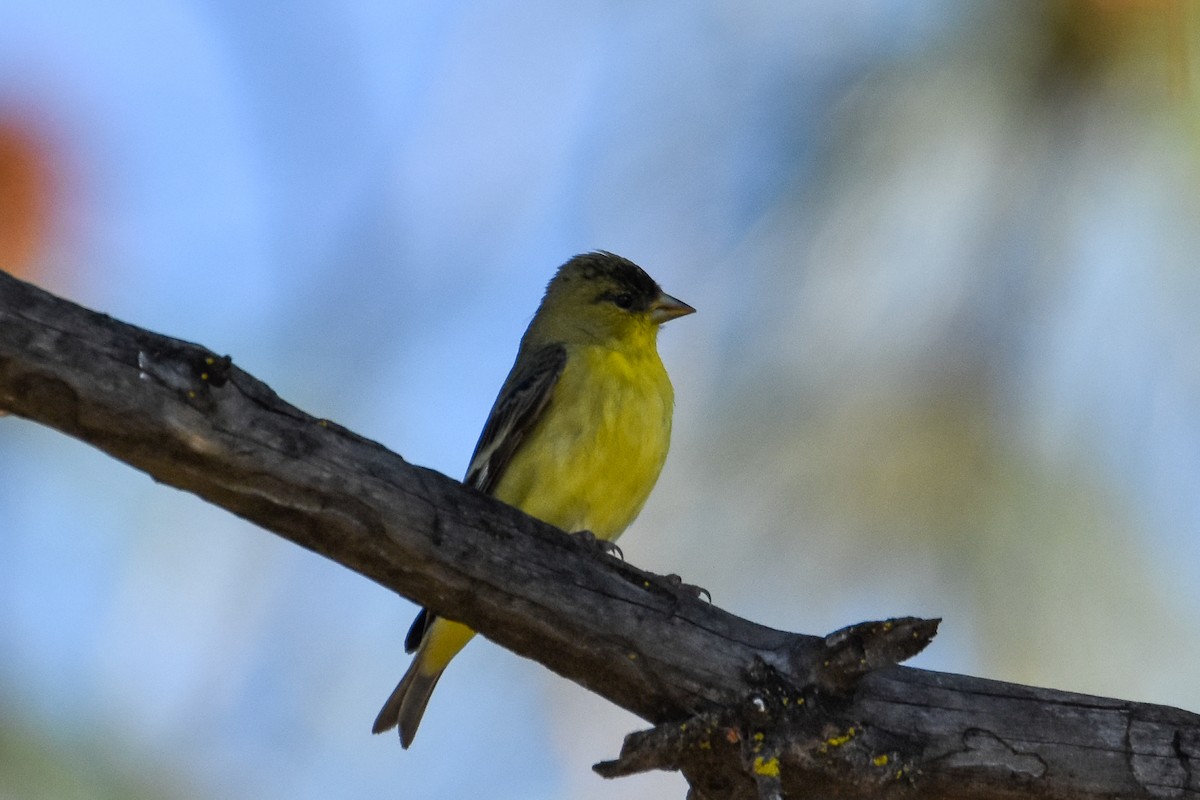 Lesser Goldfinch - ML618235475