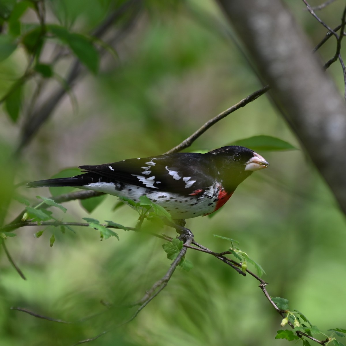 Rose-breasted Grosbeak - Andrew Campbell