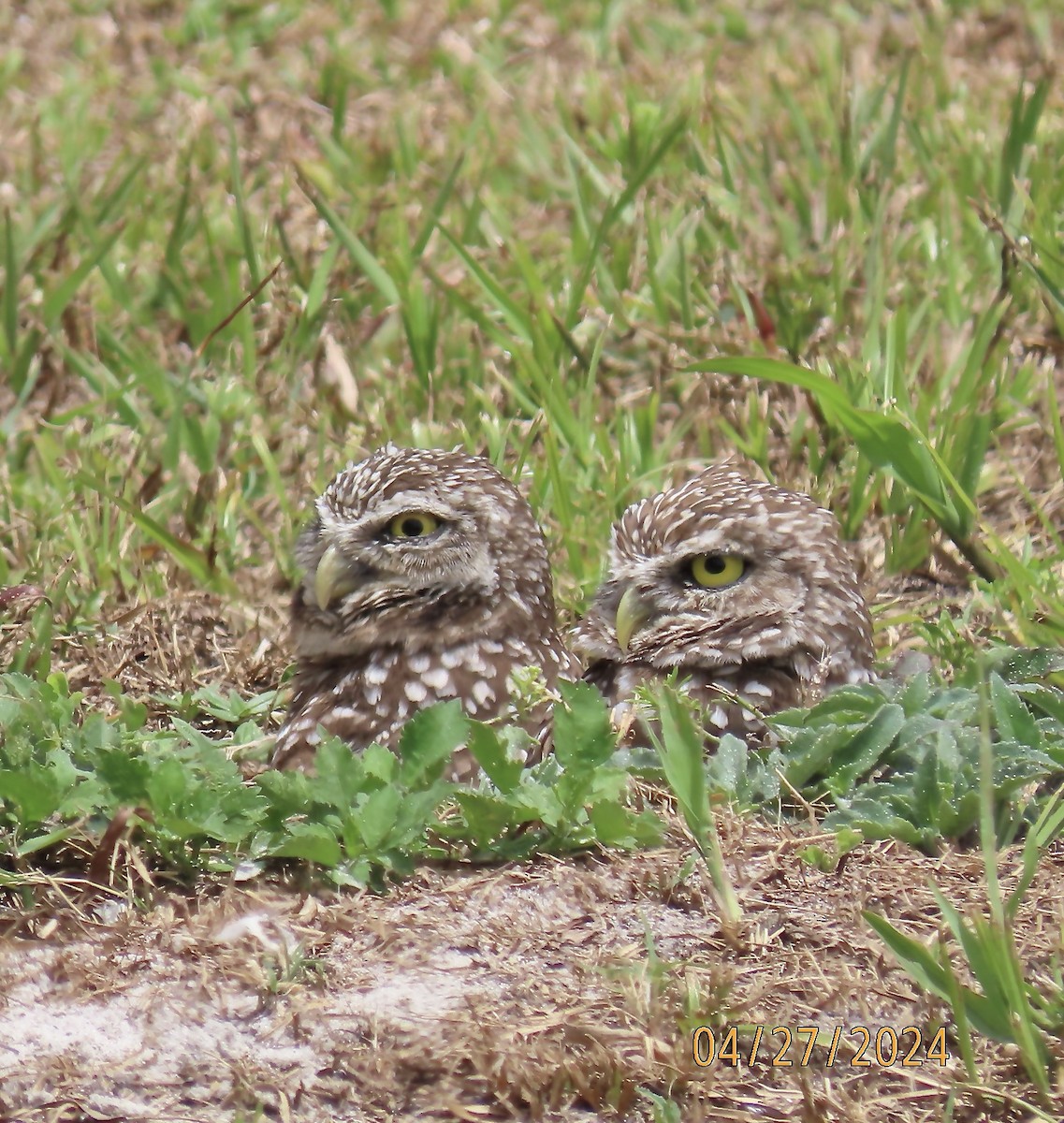 Burrowing Owl - Rod MacKenzie