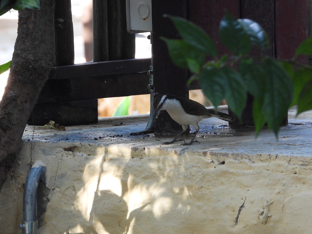 Bicolored Wren - Jose Fernando Sanchez O.