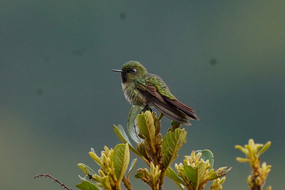 Tyrian Metaltail - Luis Carlos García Mejía