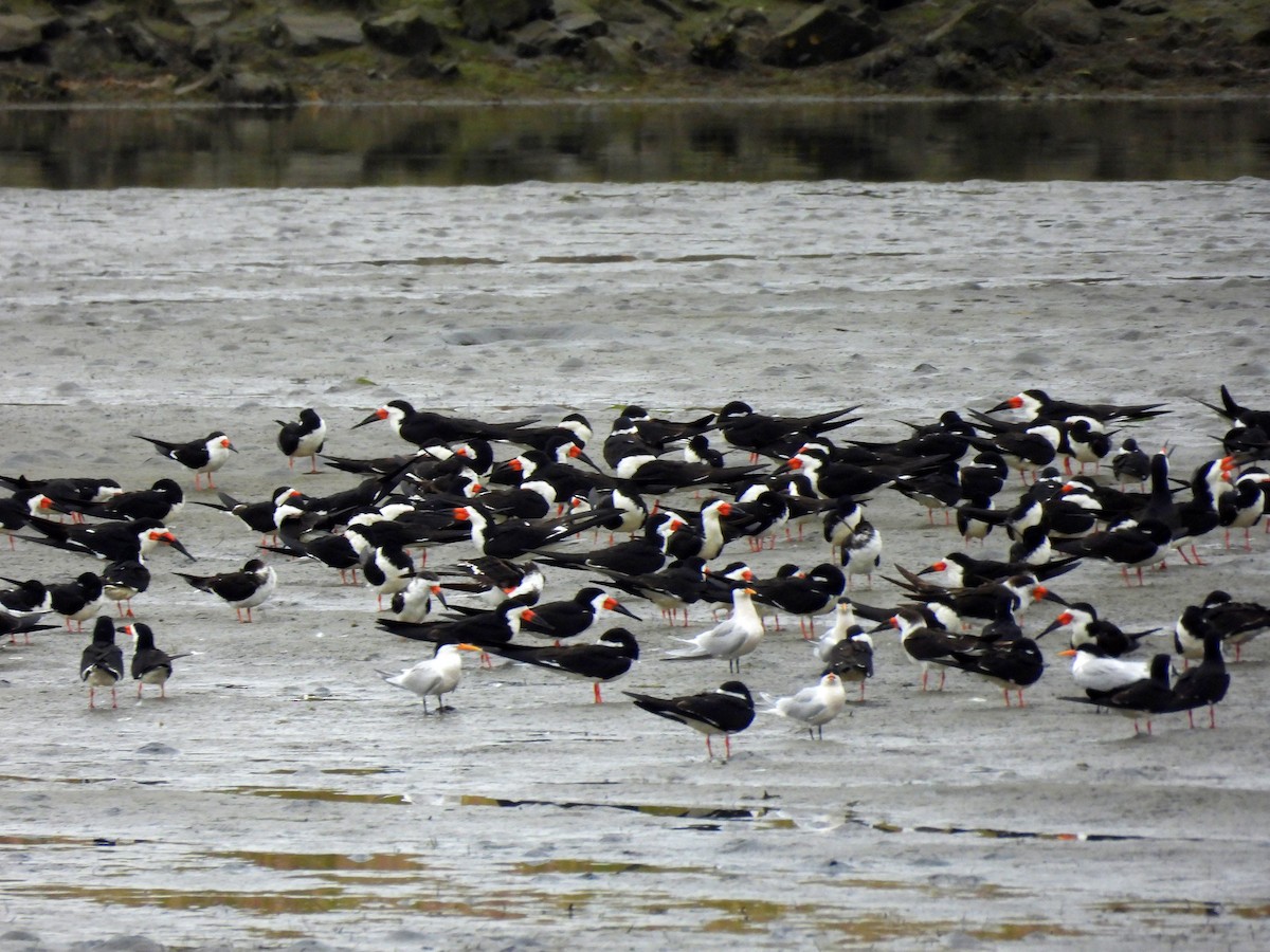 Black Skimmer - Sharon Wilcox