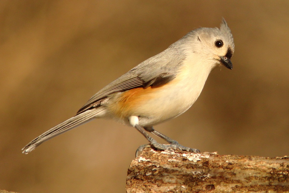 Tufted Titmouse - paul alti