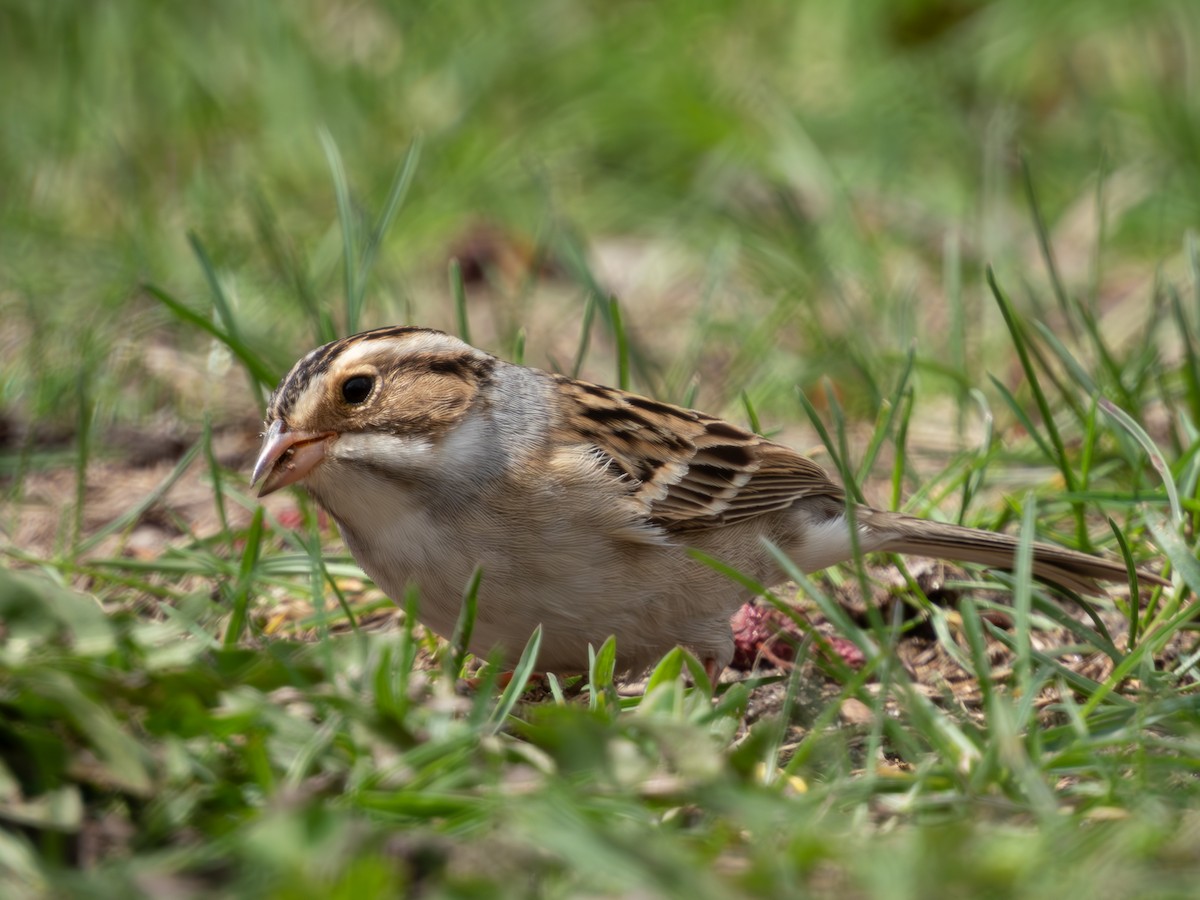 Clay-colored Sparrow - ML618235516