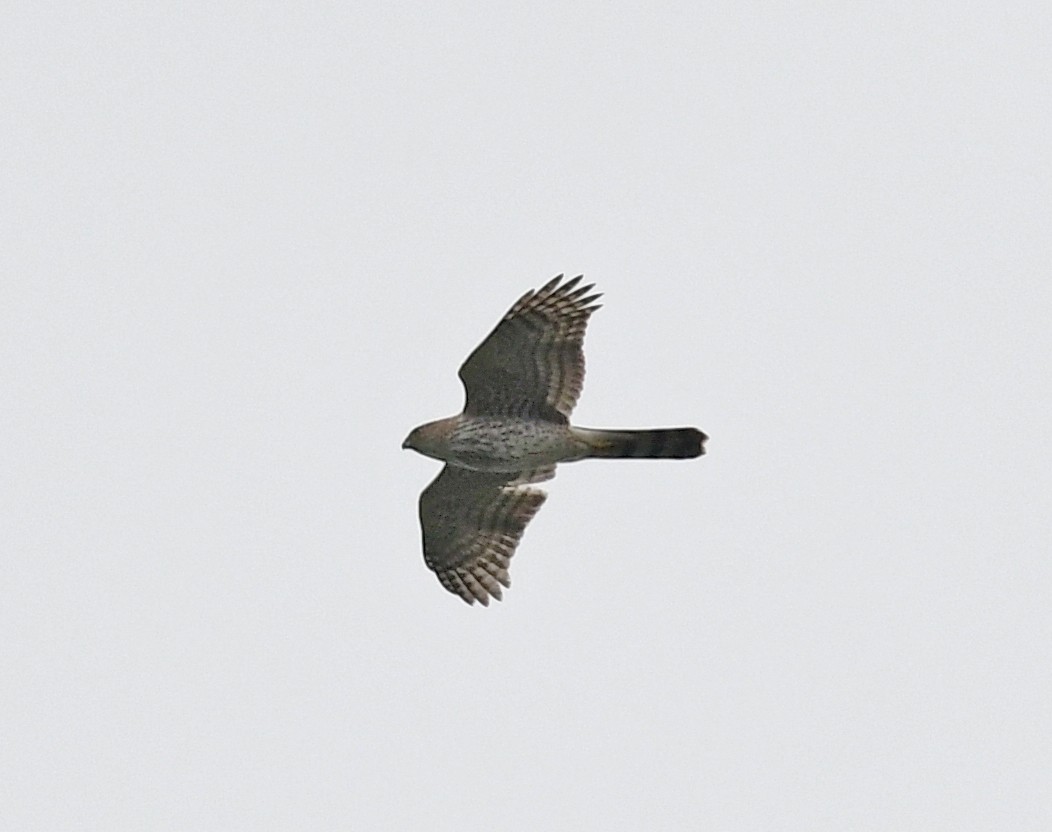 Cooper's Hawk - ML618235520