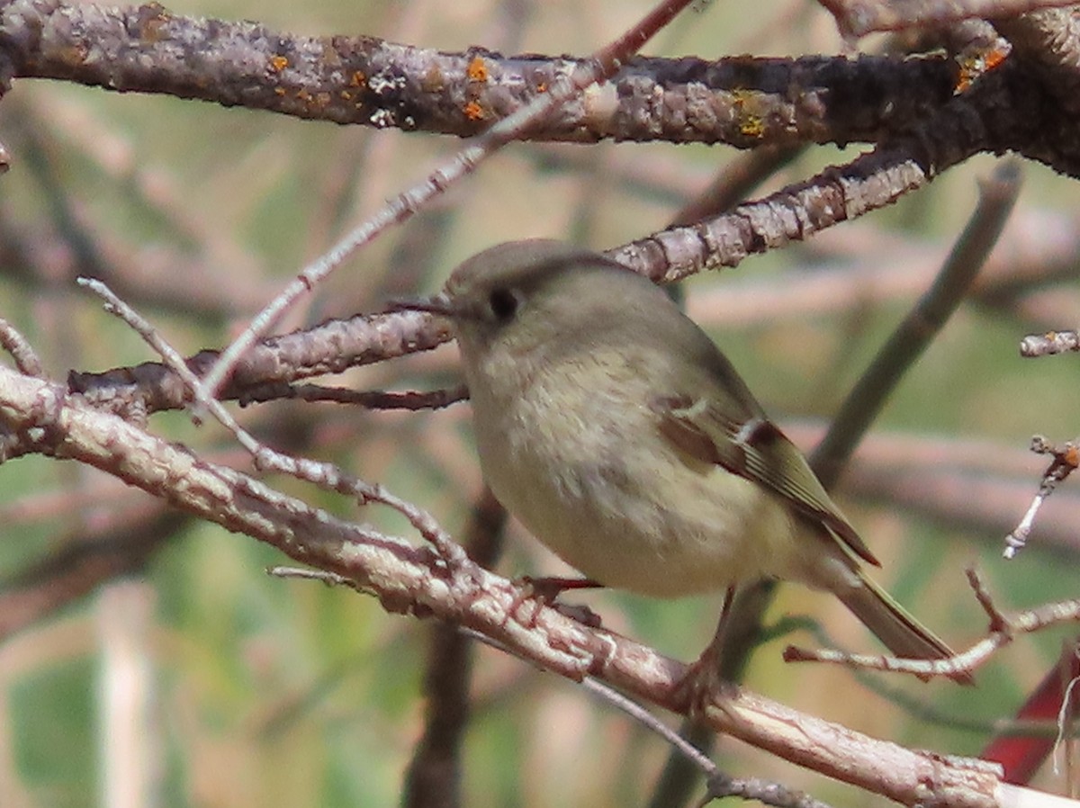 Ruby-crowned Kinglet - ML618235523